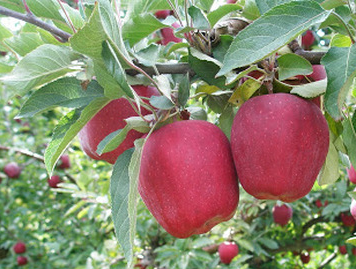 Skyspur Red Delicious alma